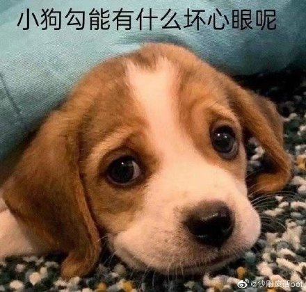 像猫像老虎像被雨淋湿的狗狗是什么梗