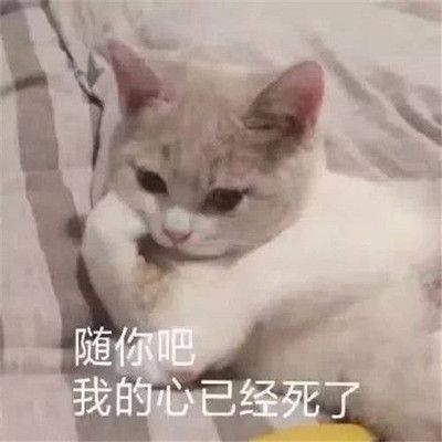 所以爱会消失对不对什么梗