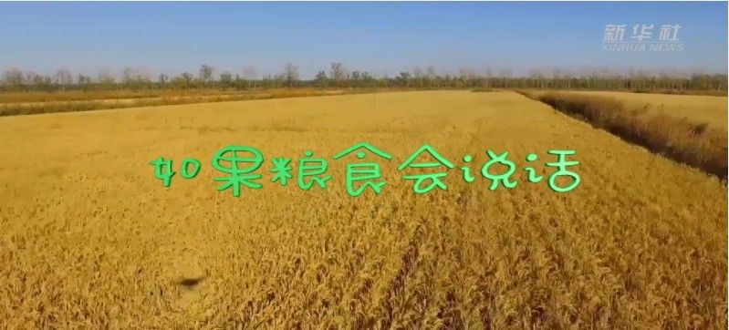 中小学德育学堂第七季第十九期观后感 如果粮食会说话心得体会范文多图