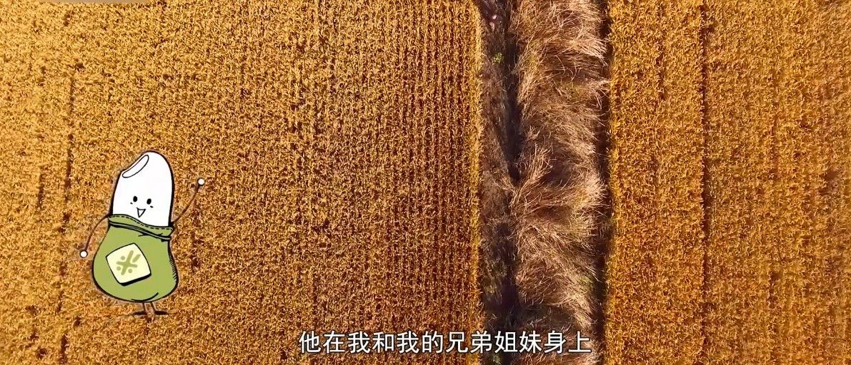 中小学德育学堂第七季第十九期观后感 如果粮食会说话心得体会范文多图