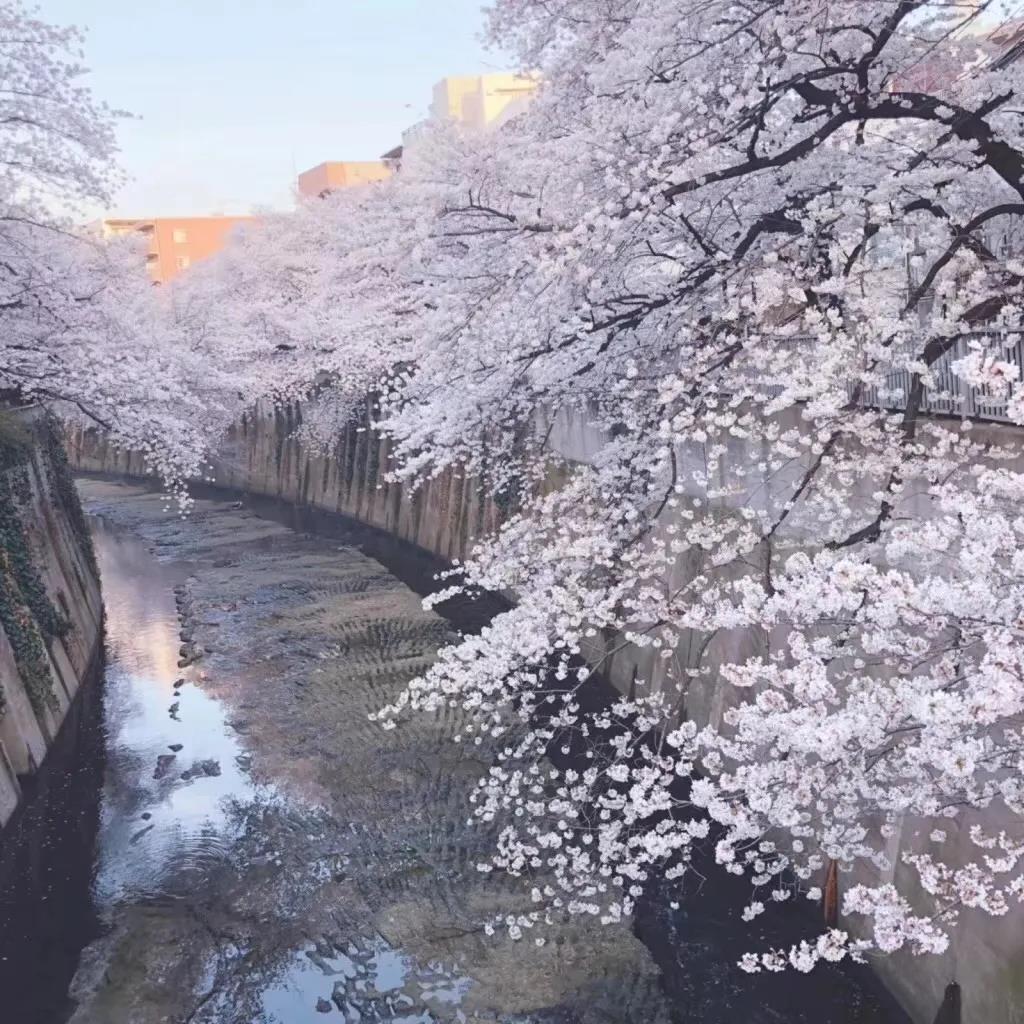 2021最热门手机壁纸大全