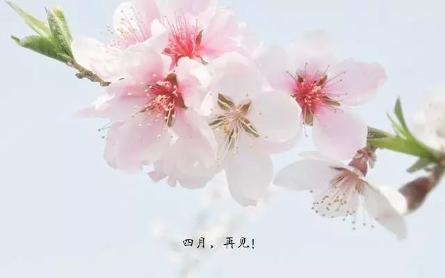 四月再见五月你好唯美图文欣赏