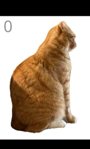 给猫梳毛模拟器精简版